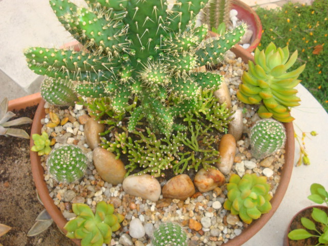 mini jardim cactos suculentas:Suculentas E Cactos mini jardim cactos suculentas:Suculentas E Cactos