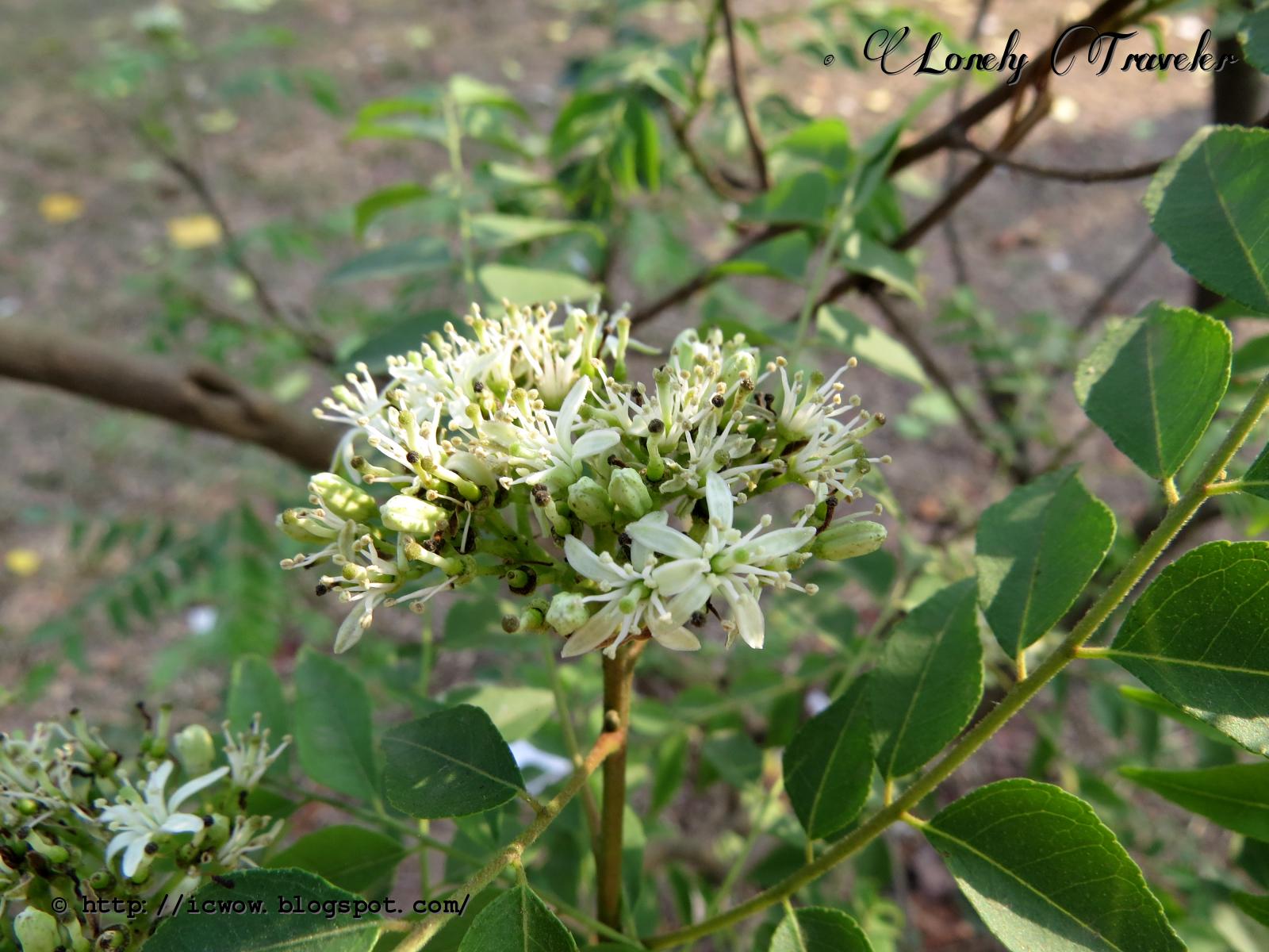 Curry leaf plant Murraya koenigii