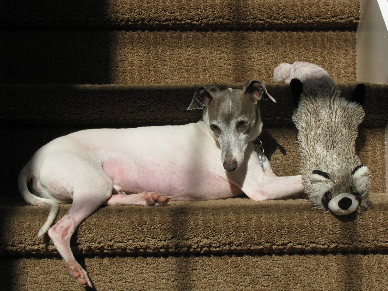 Italian Greyhound Teeth Cleaning and Brushing At Home (Video).