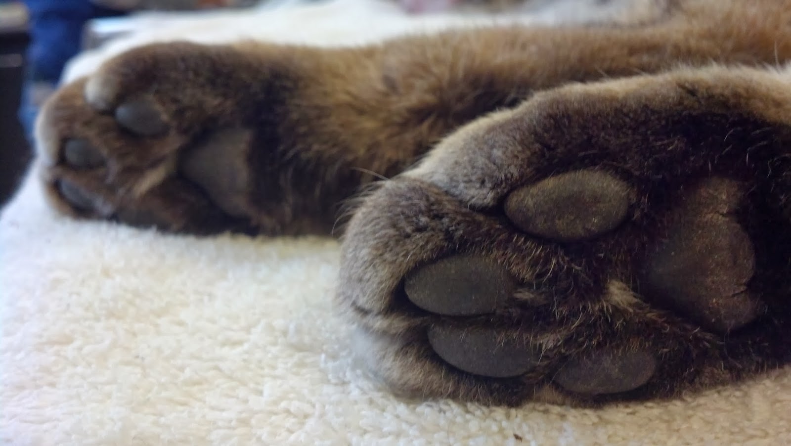 The Bobcat Blog Bobcat receives first vet examination at the zoo!