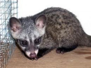 Pasaran Harga Musang Drh Fira Sovica