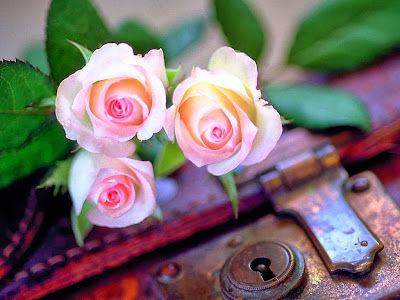 white pink rose photo