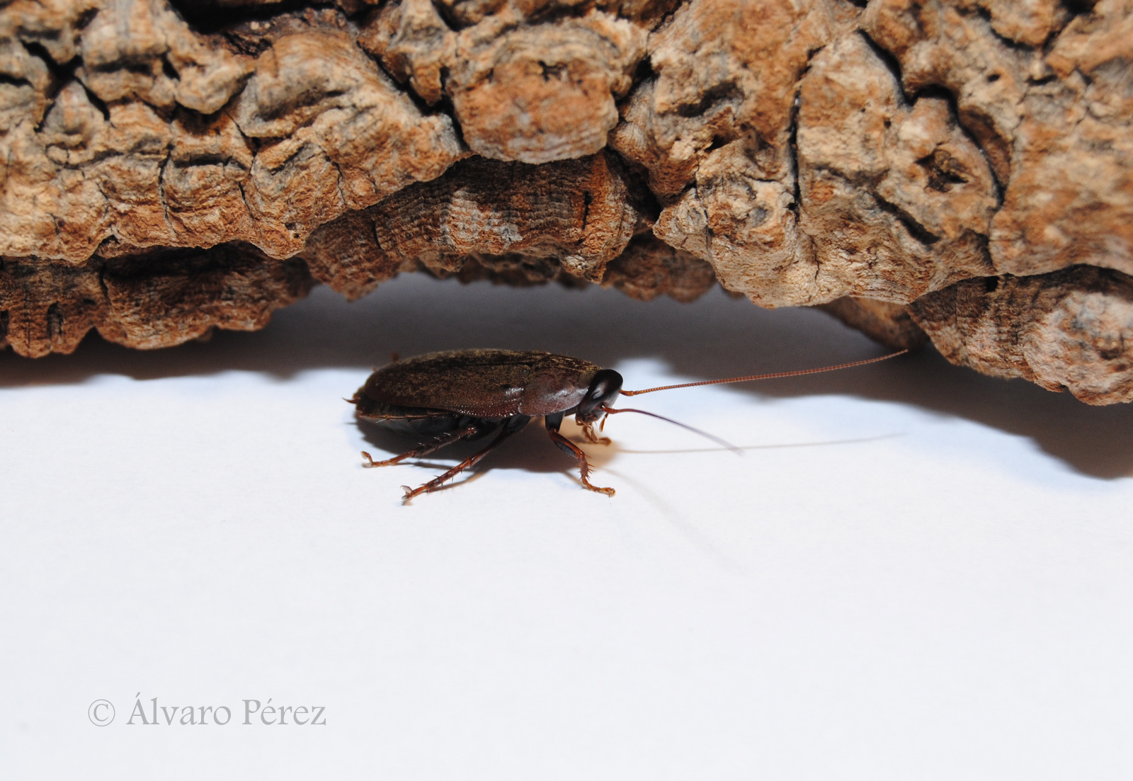 CLONOPSIS Diploptera punctata