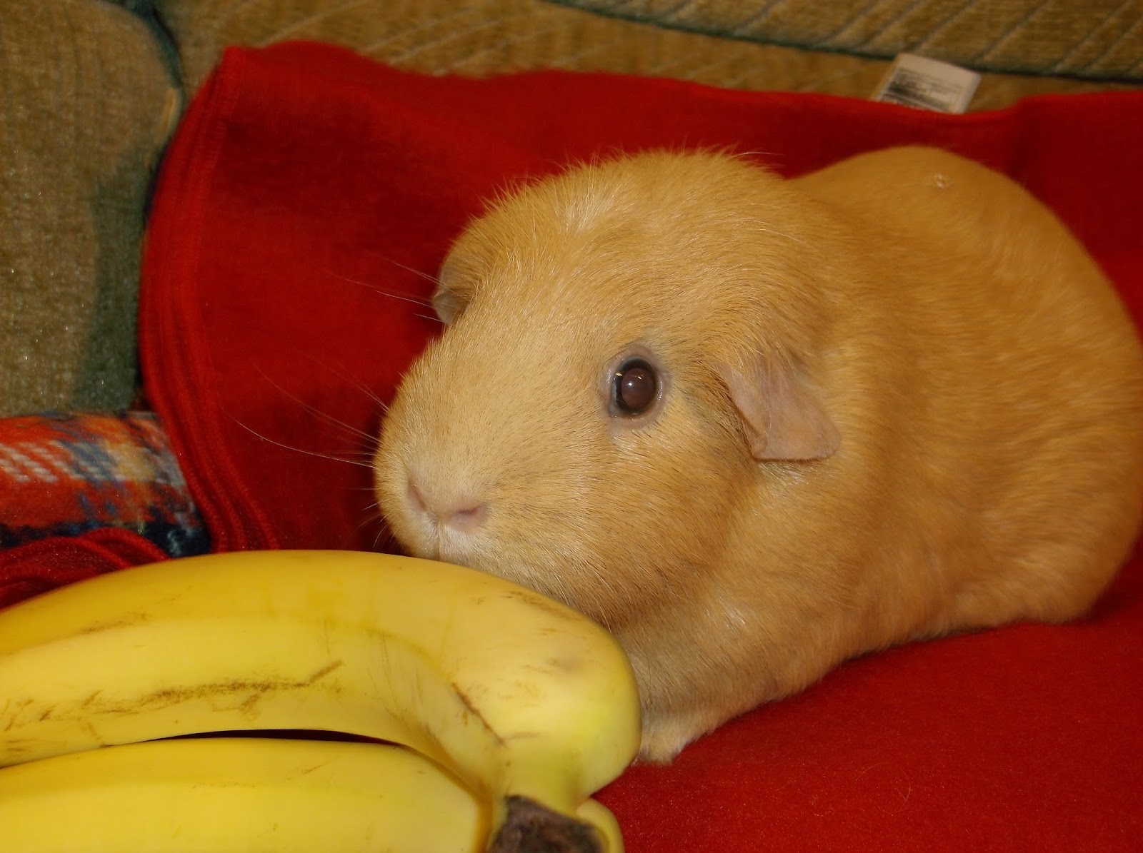 Undercover Guinea Pigs A Piggy AZ. B is for Banana