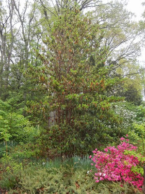 Future Plants By Randy Stewart Viburnum Part 1