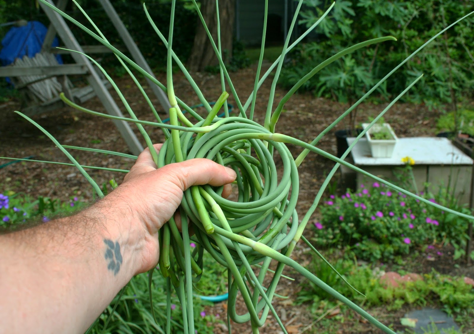 The Homegrown String Band Garlic Scape Harvest Time