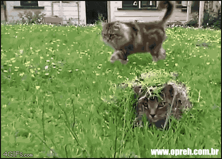 Resultado de imagen de Gatitos con movimientos