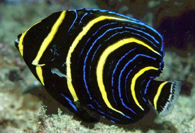 Peces e invertebrados del Mar de Cortés Pomacanthus zonipectus