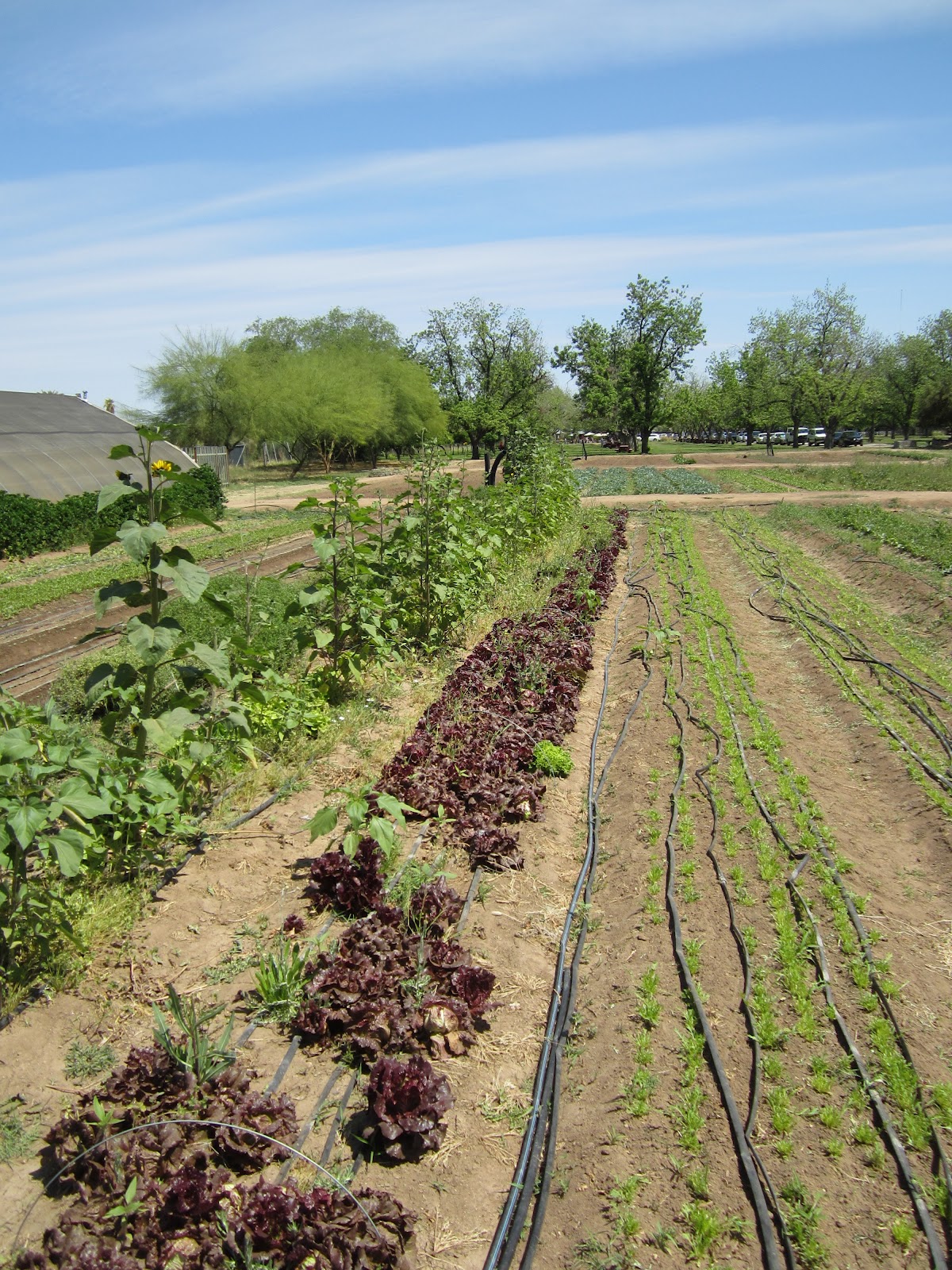 A & E's Adventures Exploring Arizona (The Farm at) South Mountain