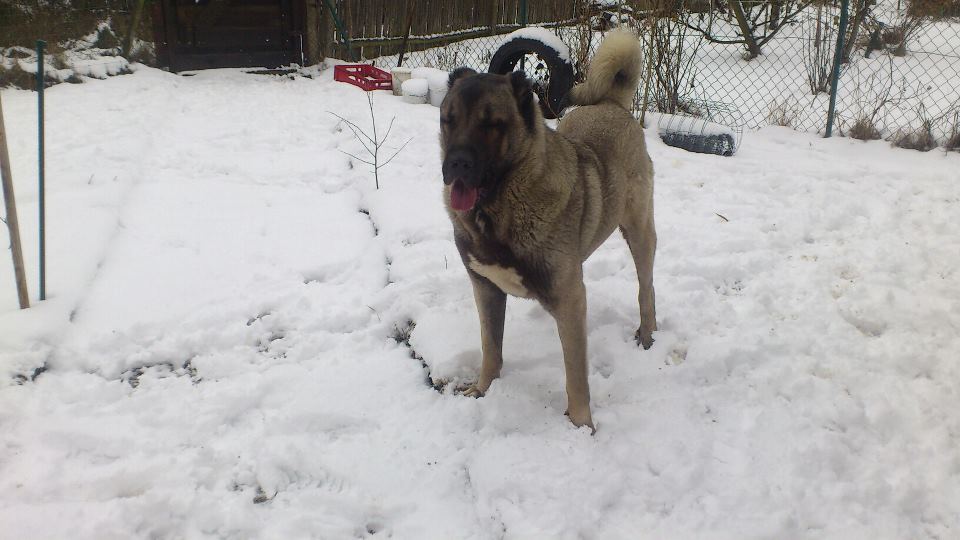 Kangal Resimleri KANGAL SEVDALILARI