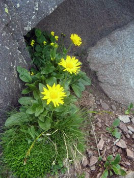 Arnica montana  (Tabacco di montagna-Betonica di monte)