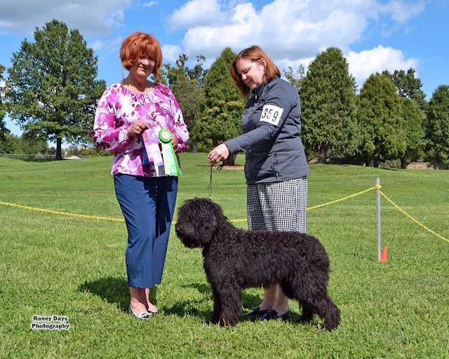 barbet puppy