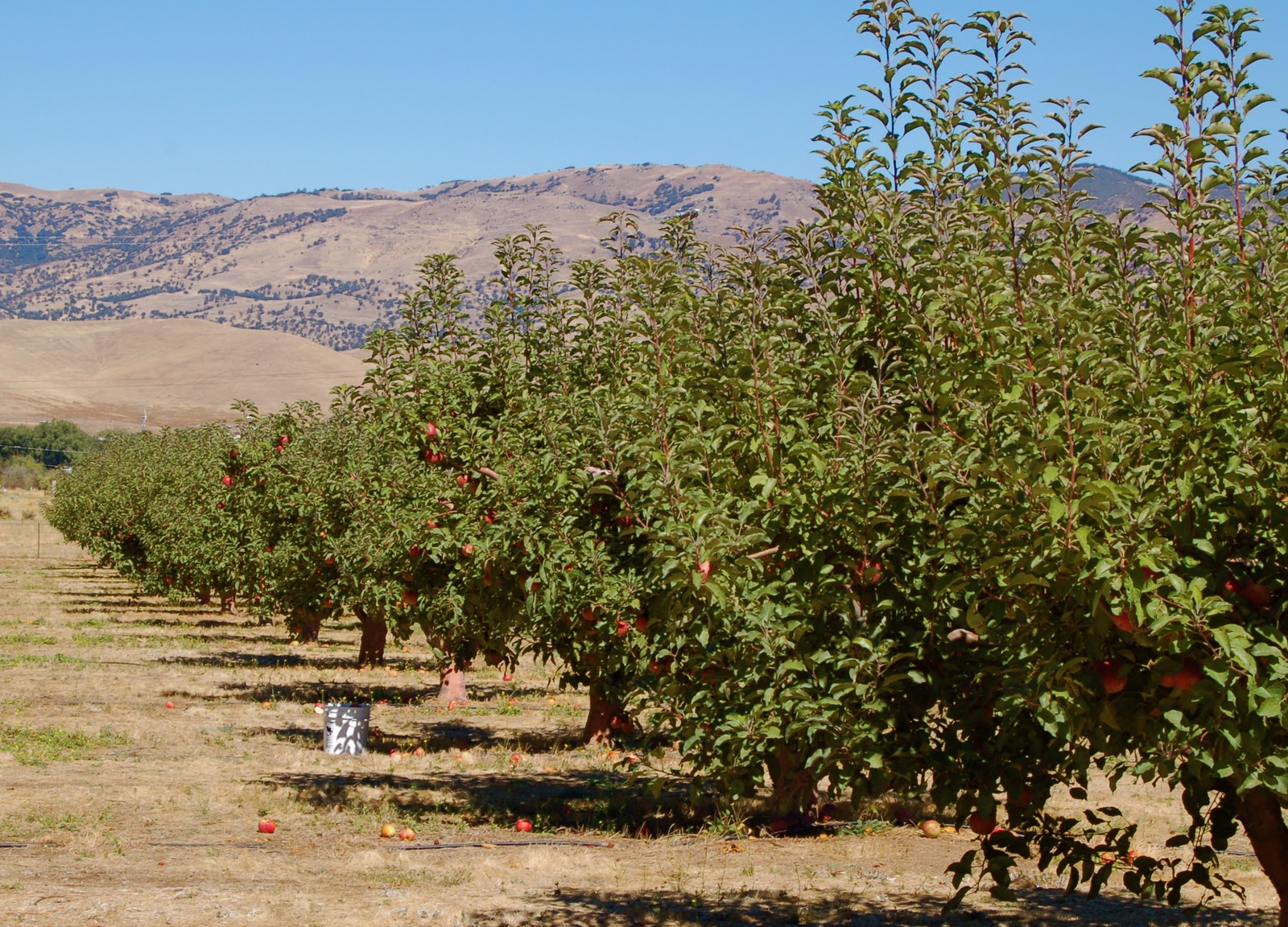 Today's Treasure by Jen Pommes de France, Apple Season