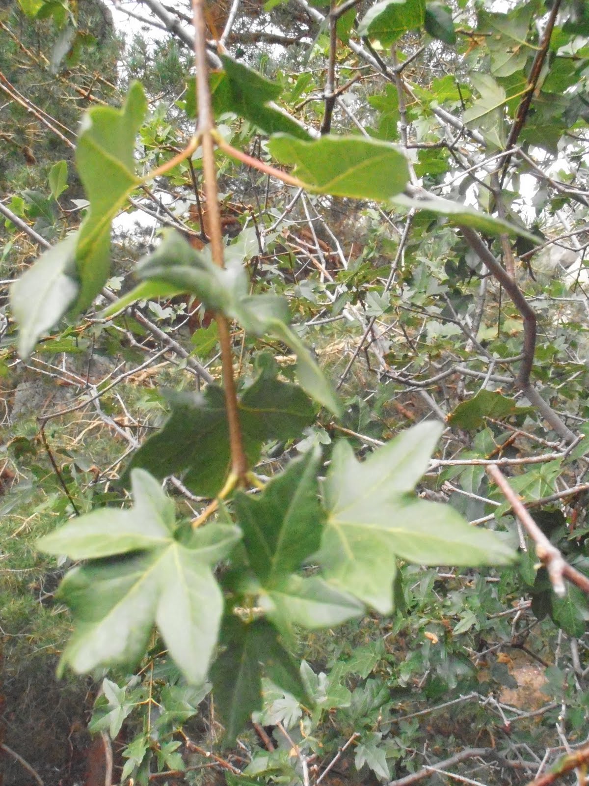 Entre plantas y bichos: Acer campestre (Arce menor)