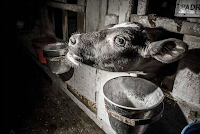 “Os órfãos do leite” - Uma investigação sobre a indústria leiteira da América do Sul