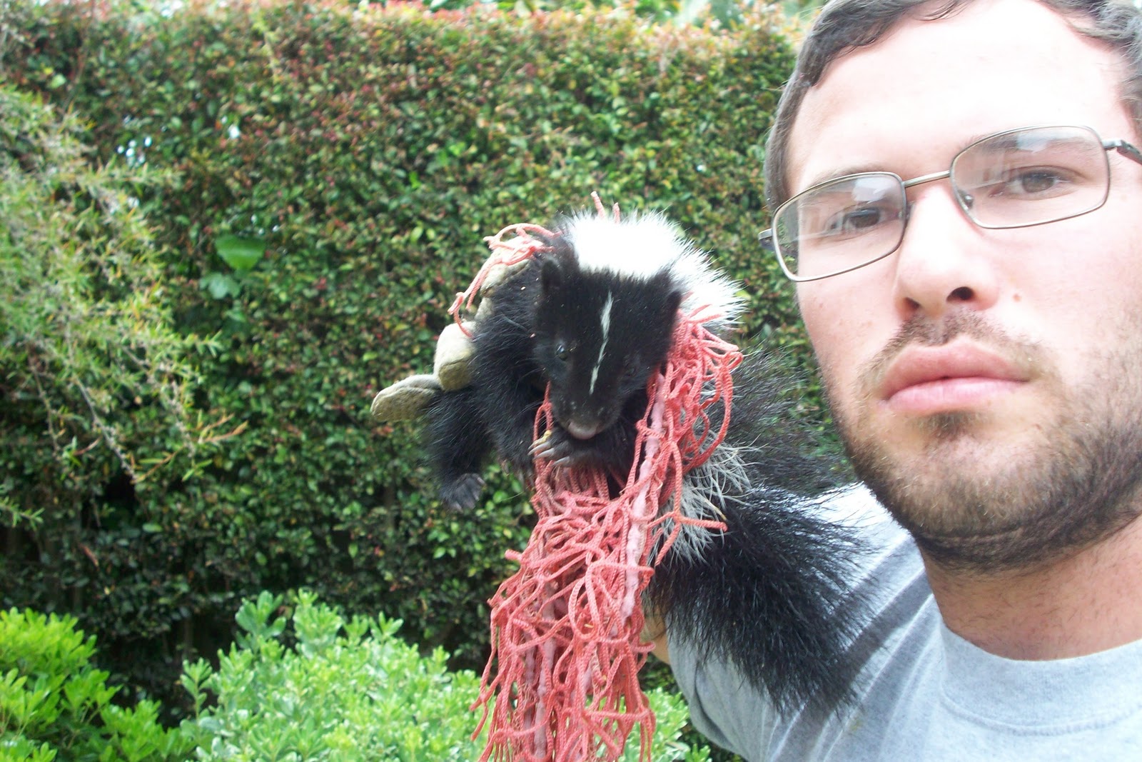 All City Animal Trapping Salt Lake City Skunk Trapping & Skunk Removal