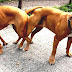 American Pit Bull Terrier - Red Nose Pitbull Dog