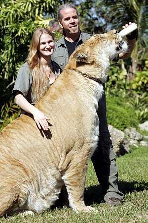 Fully Grown Liger