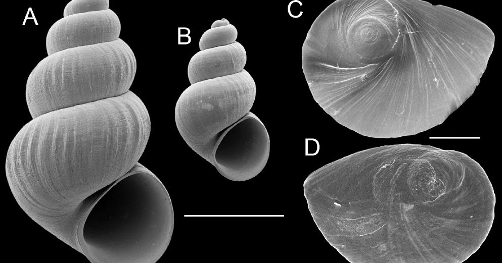 Hot spring fed basin lake biology essay image