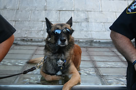 do police dogs have a badge