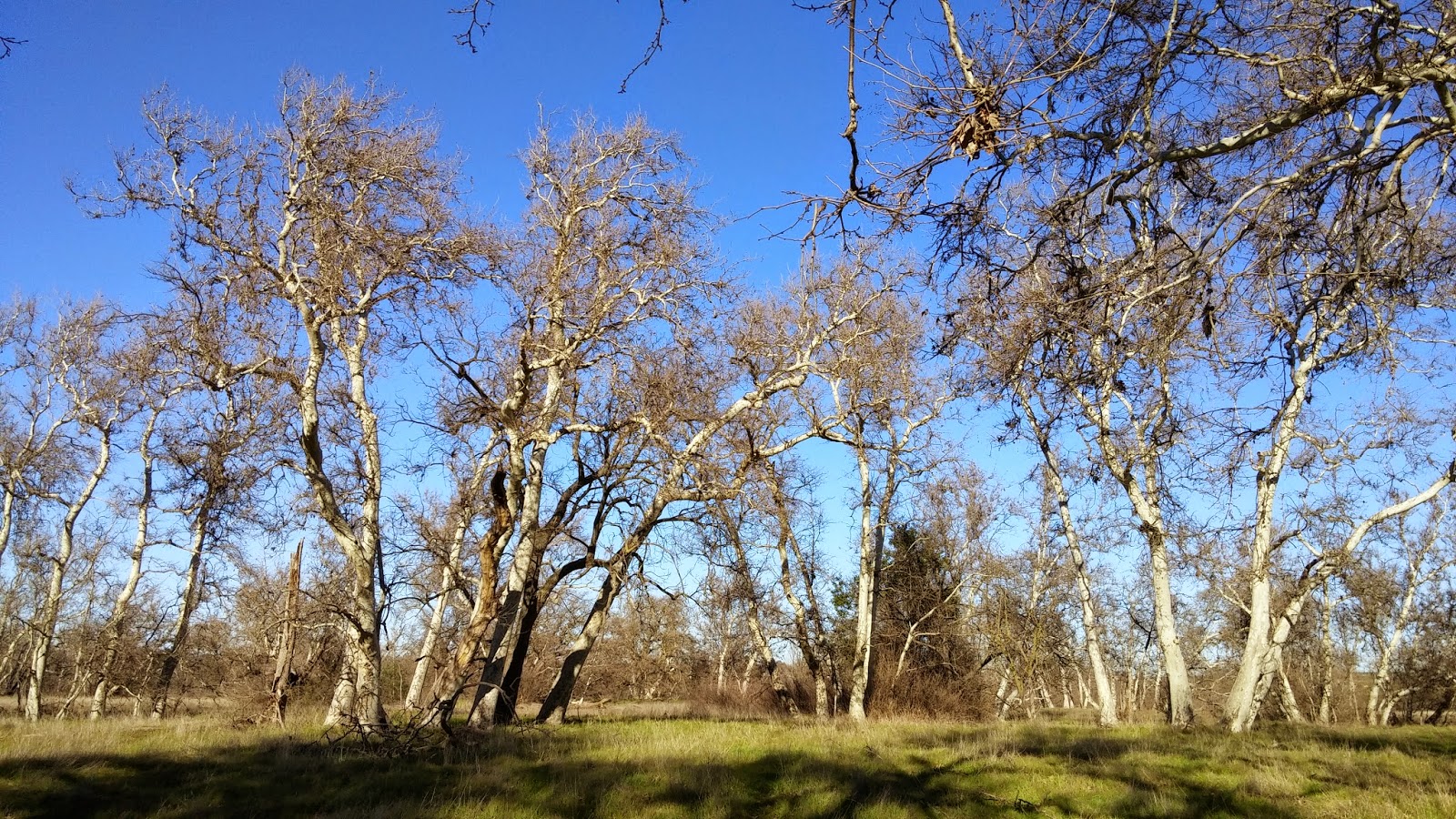 Alfred Shen Sycamore Grove Park at Livermore California