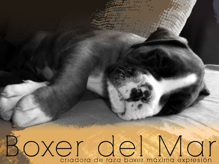 BOXER DEL MAR