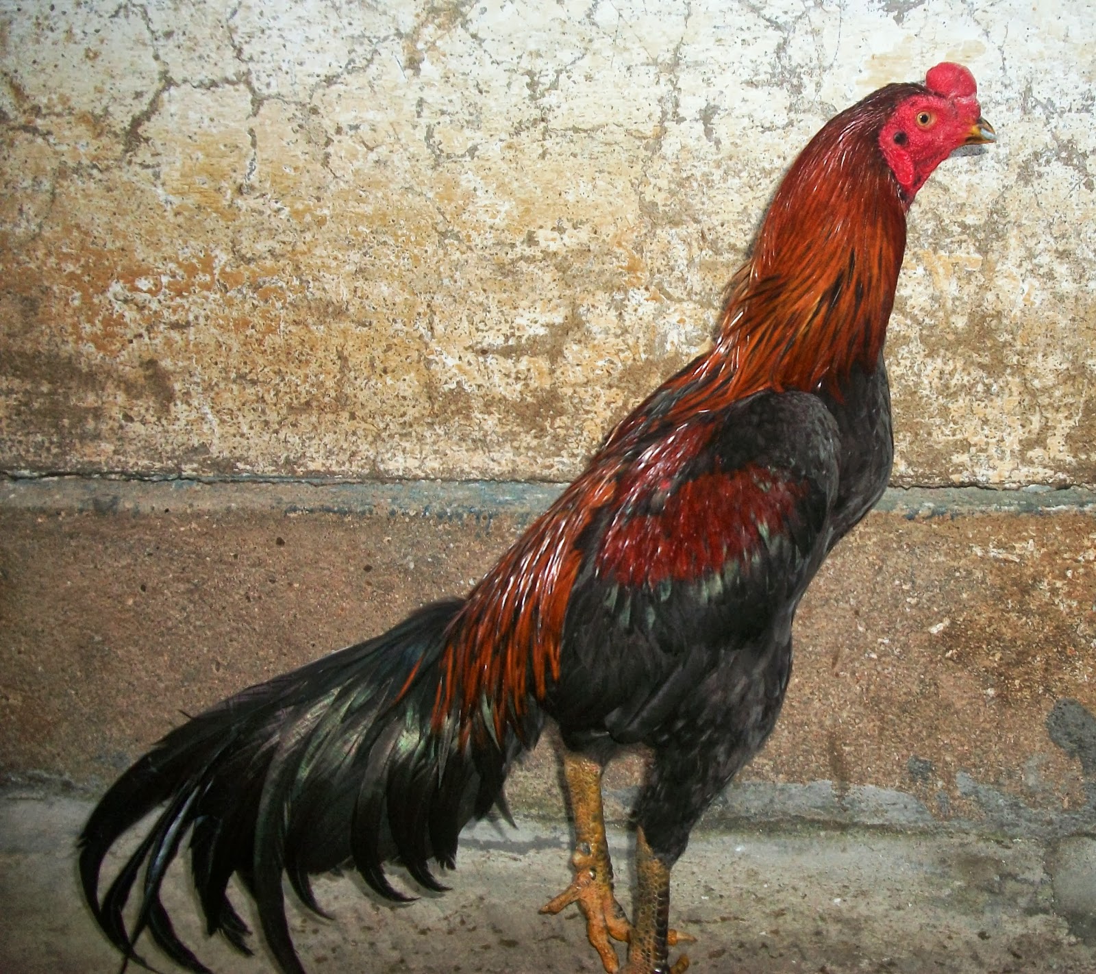Ayam Bangkok Wiring kuning Lebong