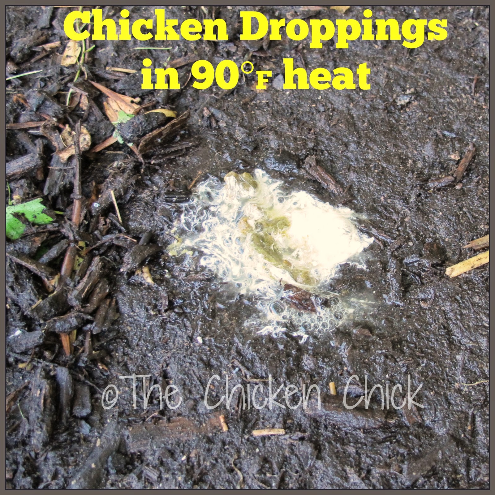 What's the Scoop on Chicken Poop? The digestive system examined. The