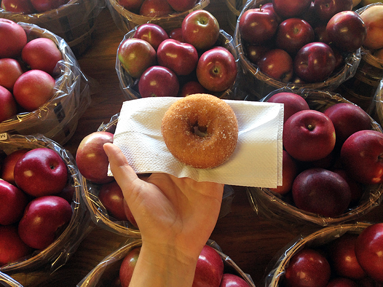 Apple cider donut among red apples, fall perfection Apple cider donut among red apples, fall perfection