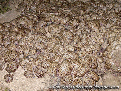 Palythoa tuberculosa, commonly called the Carpet Colonial Anemones or Sea Mat Zoanthids