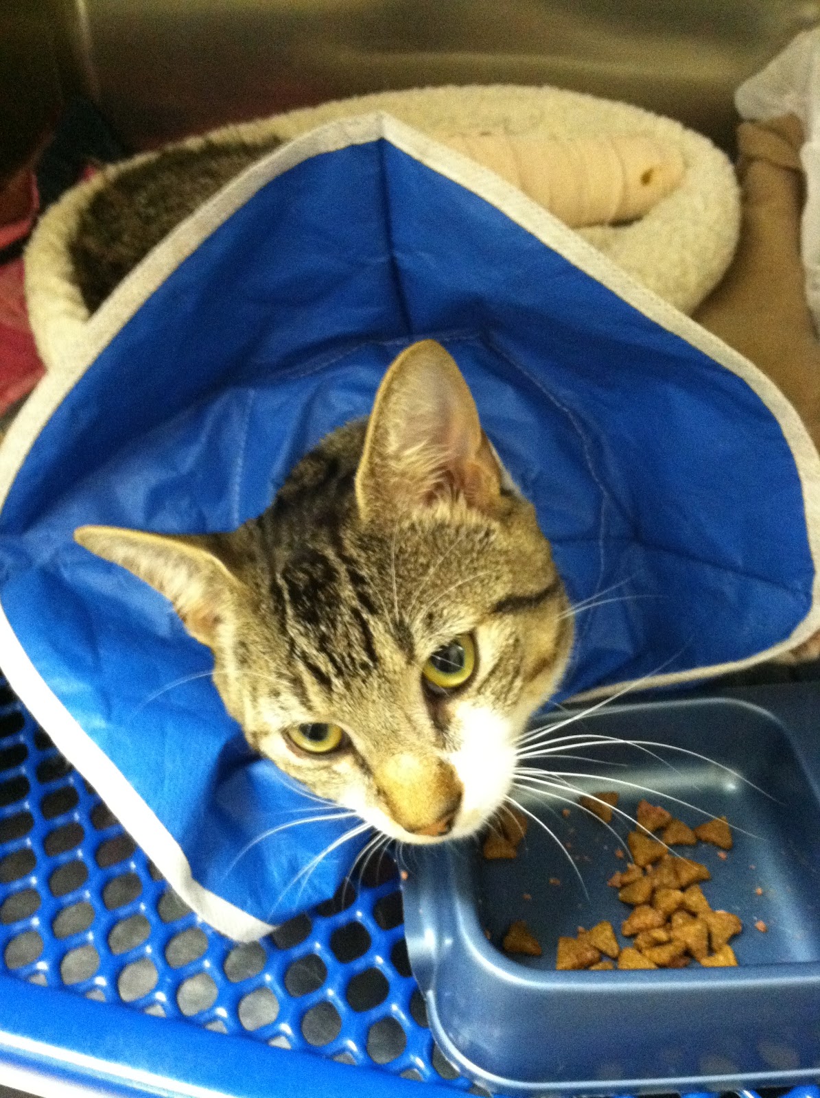 Gentle Care Animal Hospital