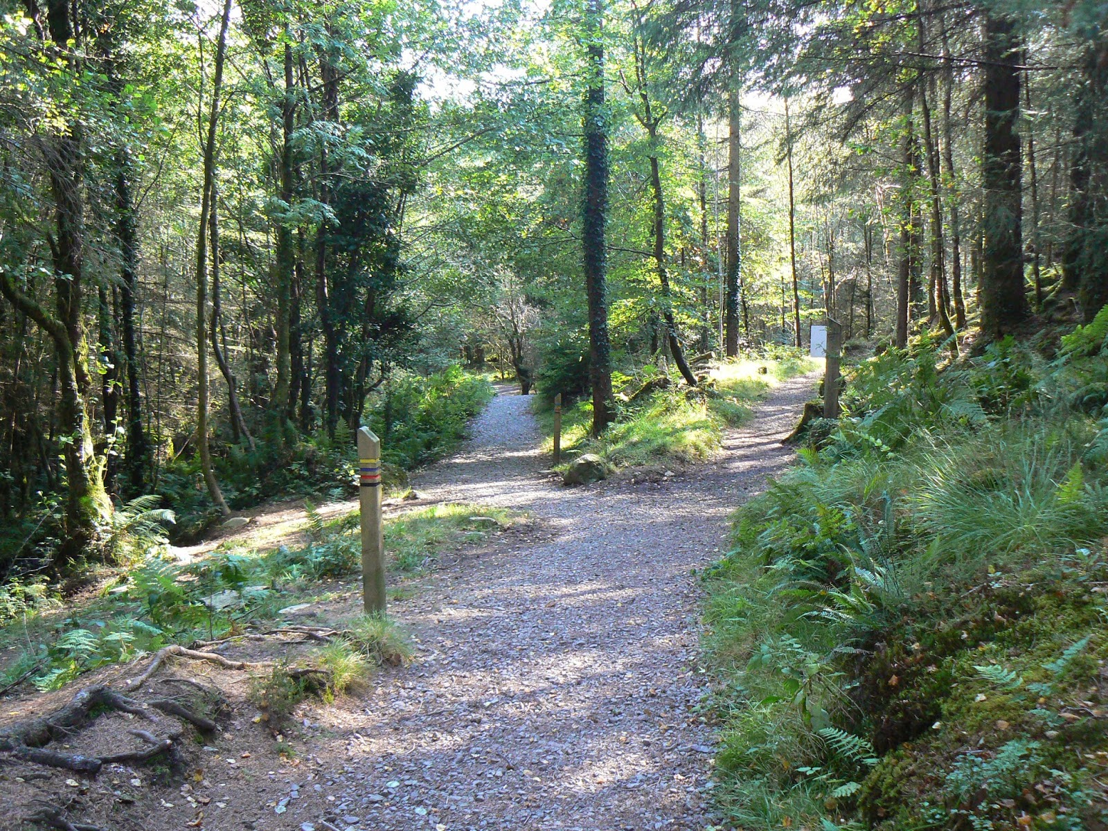 North West Images Kirroughtree, Galloway Forest Park Part 2 of 2