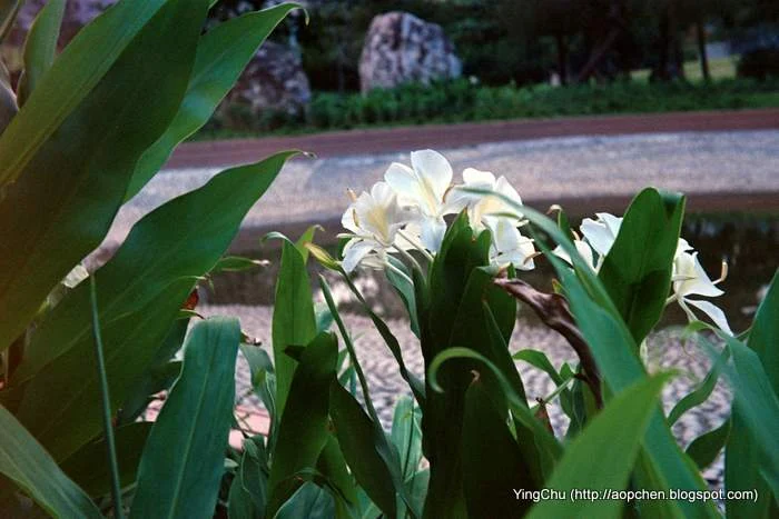 野薑花