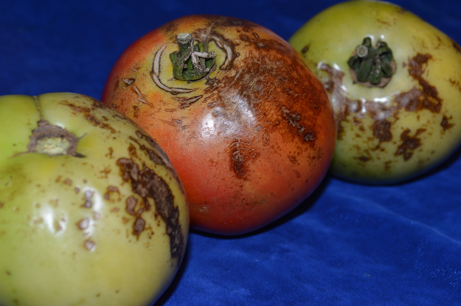 University of Illinois Plant Clinic A Few Abiotic Problems on Tomato