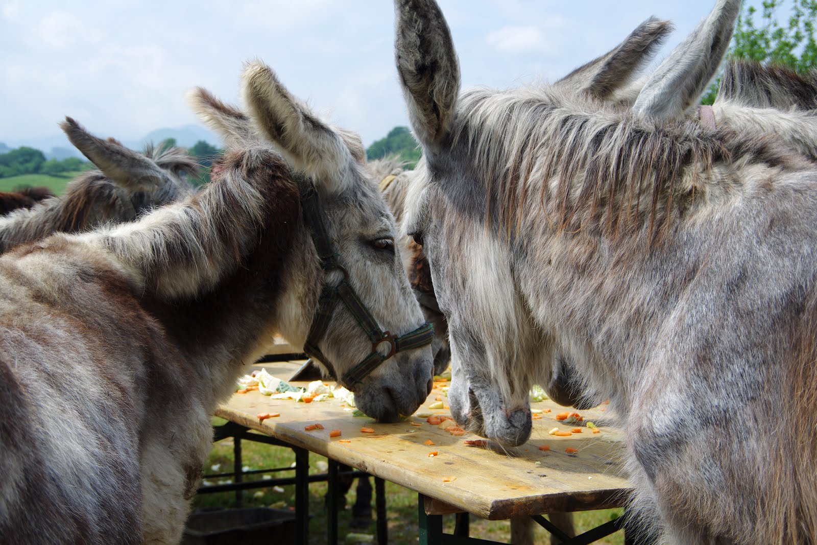 El Paraiso Del Burro El burro picnic................por Platero