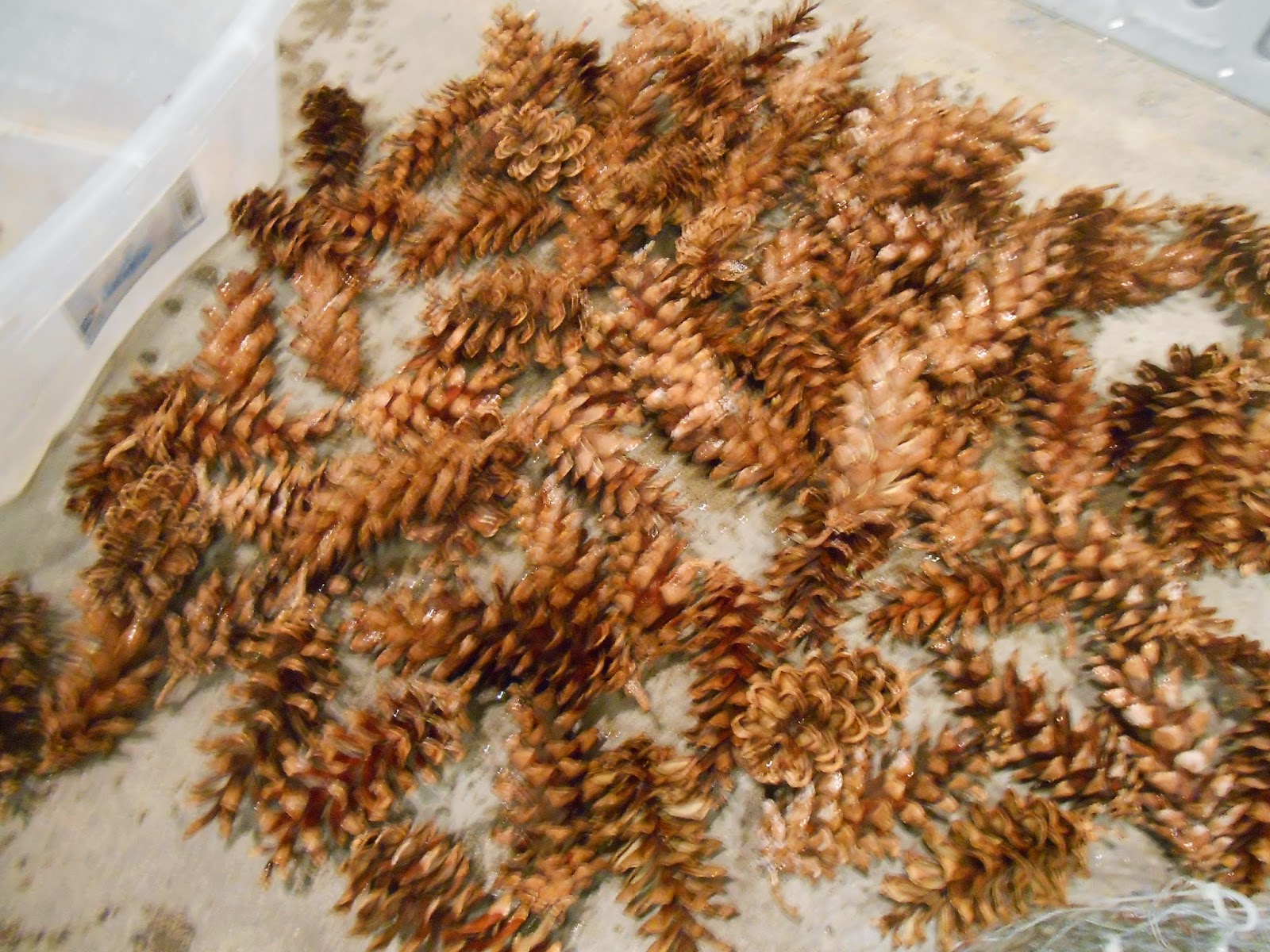 Sproutsandstuff DIY Pine Cone Wreath Using Chicken Wire