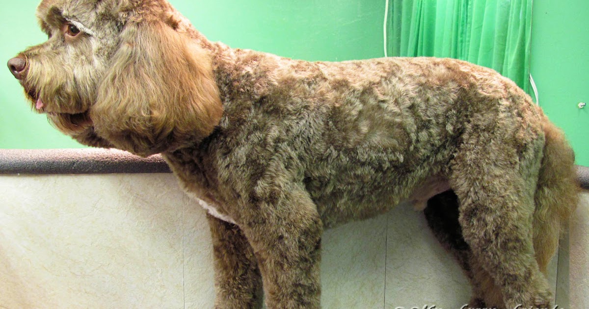 5f blade dog grooming