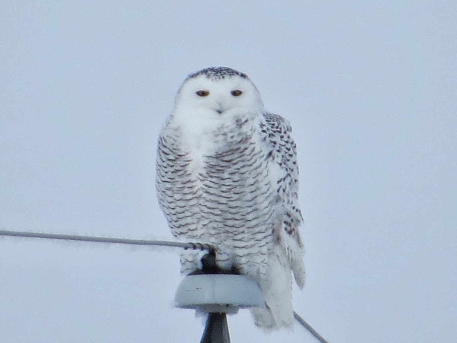Birding Is Fun! Northern Owl Mania in Minnesota