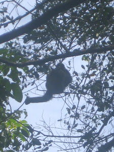 Sloth Sighting on Our Way back to Bocas