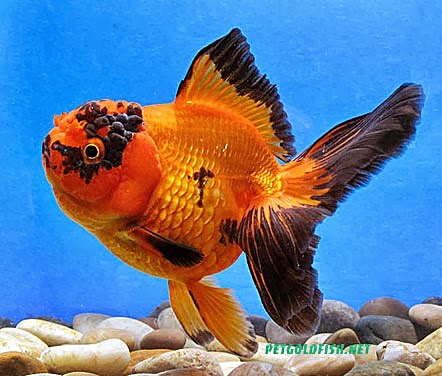 Jenis Ikan Mas Koki | Mini Aquarium Hias
