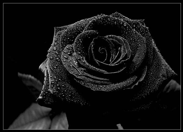 COOL IMAGES  black rose wallpaper