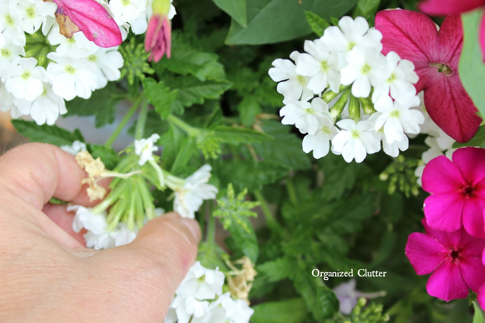 Rustic Garden Wheelbarrow 2015 Organized Clutter