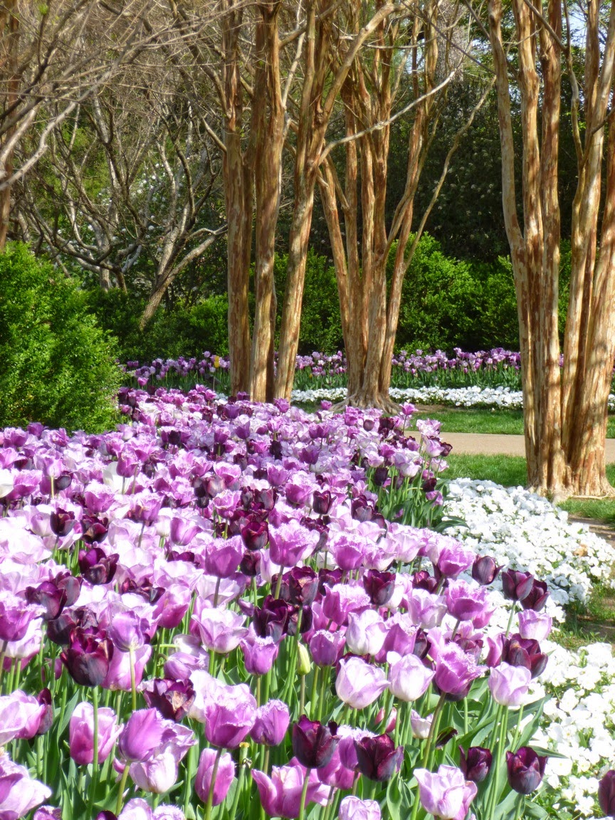 River of white and purple tulips flows beneath still bare mature crape myrtle trees