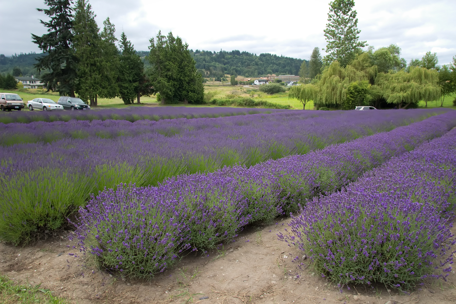 Loving Washington State Purple Haze Lavender Farm