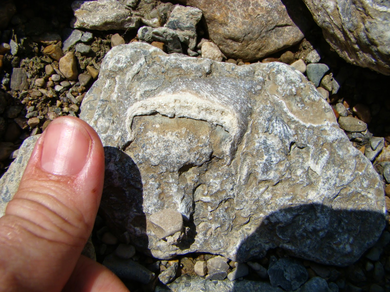 Digital Rockhound's Companion Site Fossil collecting at Hueston Woods