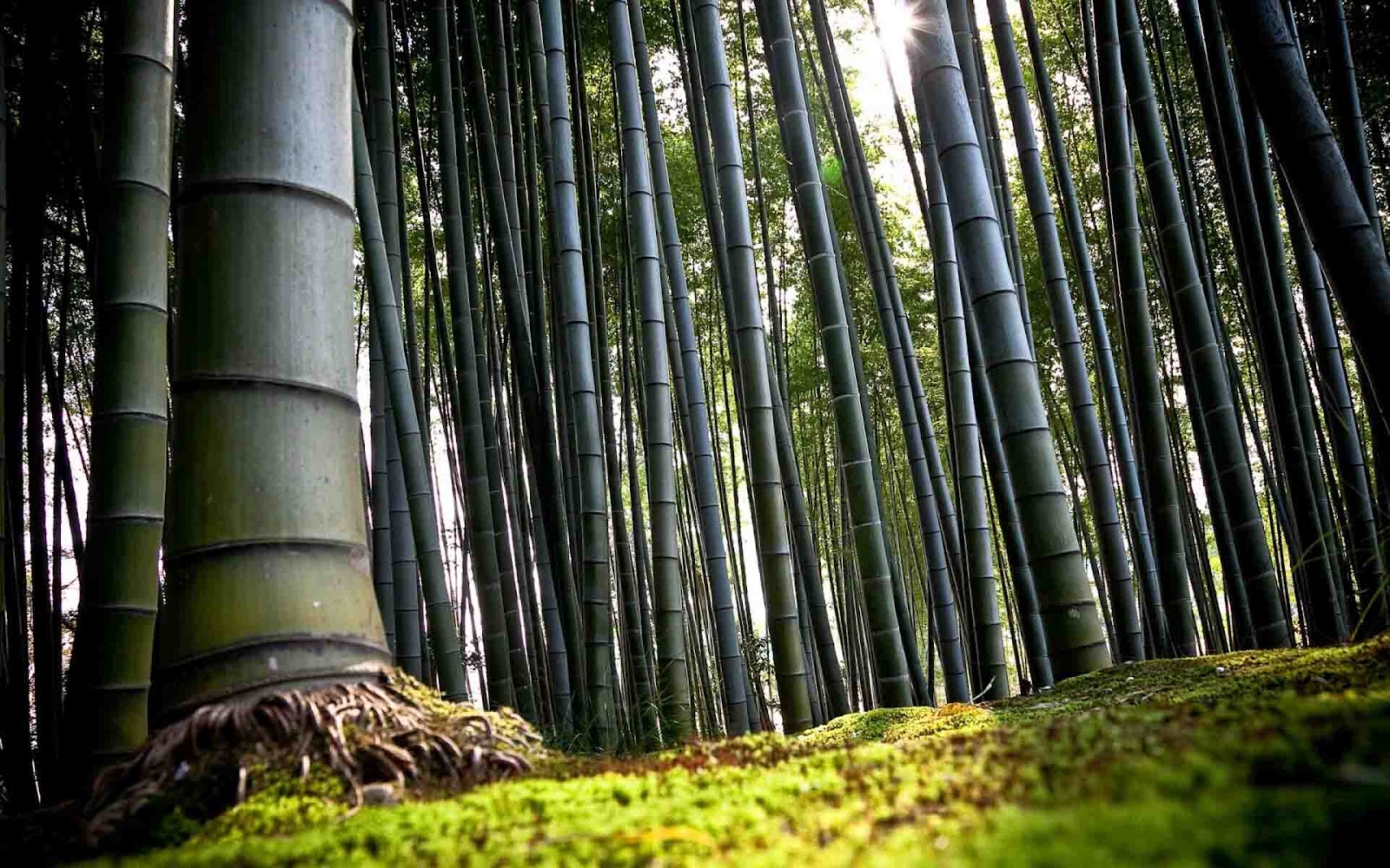 http://1.bp.blogspot.com/-7H8Y3uq2vSg/Tz8nrbEICXI/AAAAAAAAAWs/vun1feU5v1w/s1600/bamboo-forest-wallpaper-1920x1200.jpg