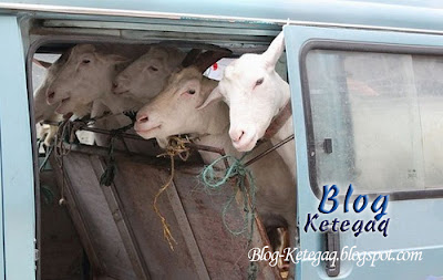 Cara menjual susu kambing di China