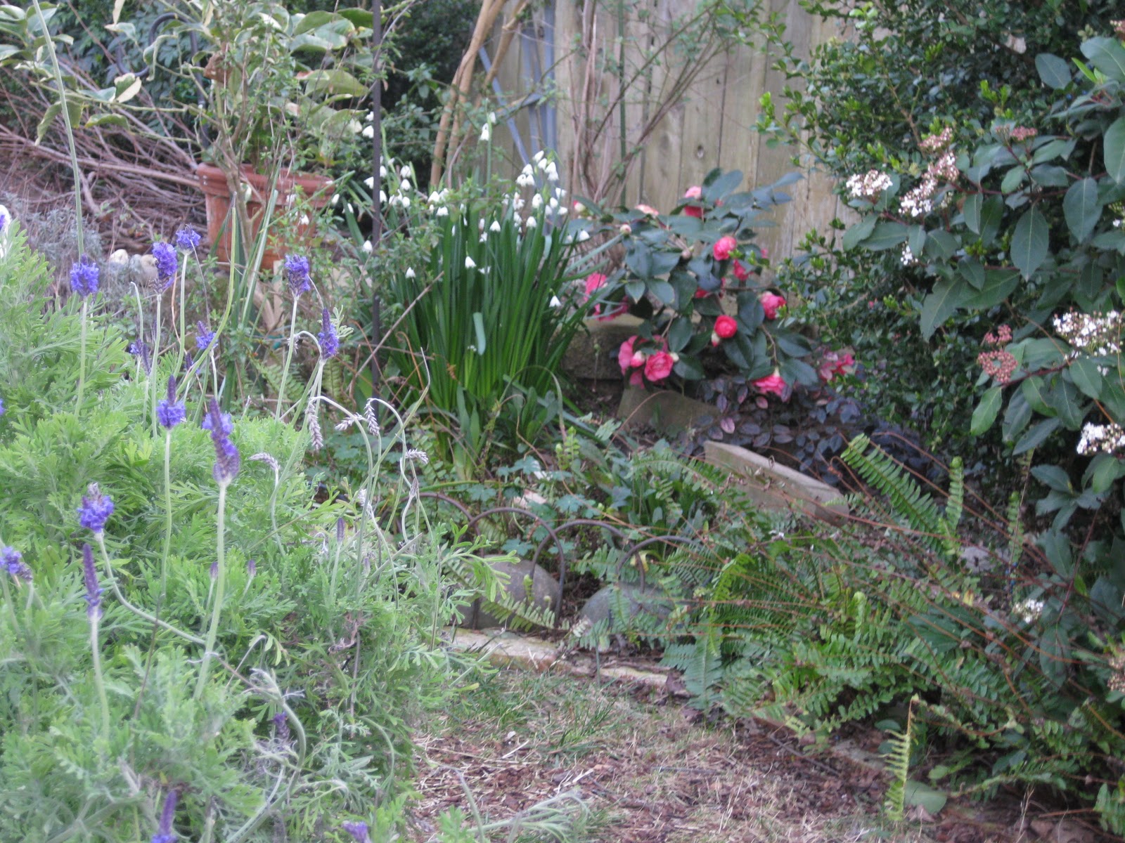 Planting Viburnum Tinus