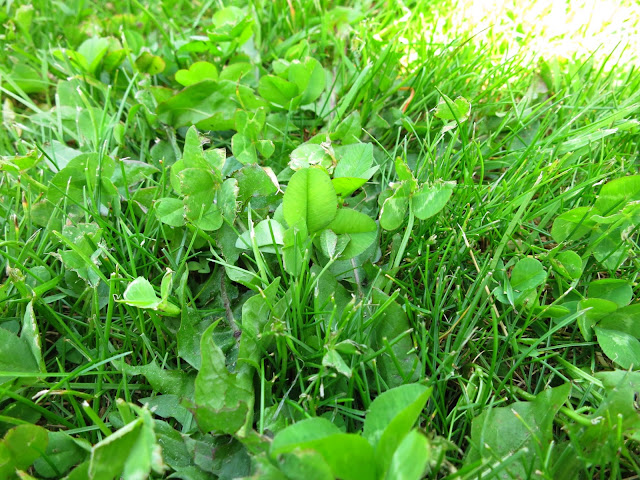 Clover in cut grass.