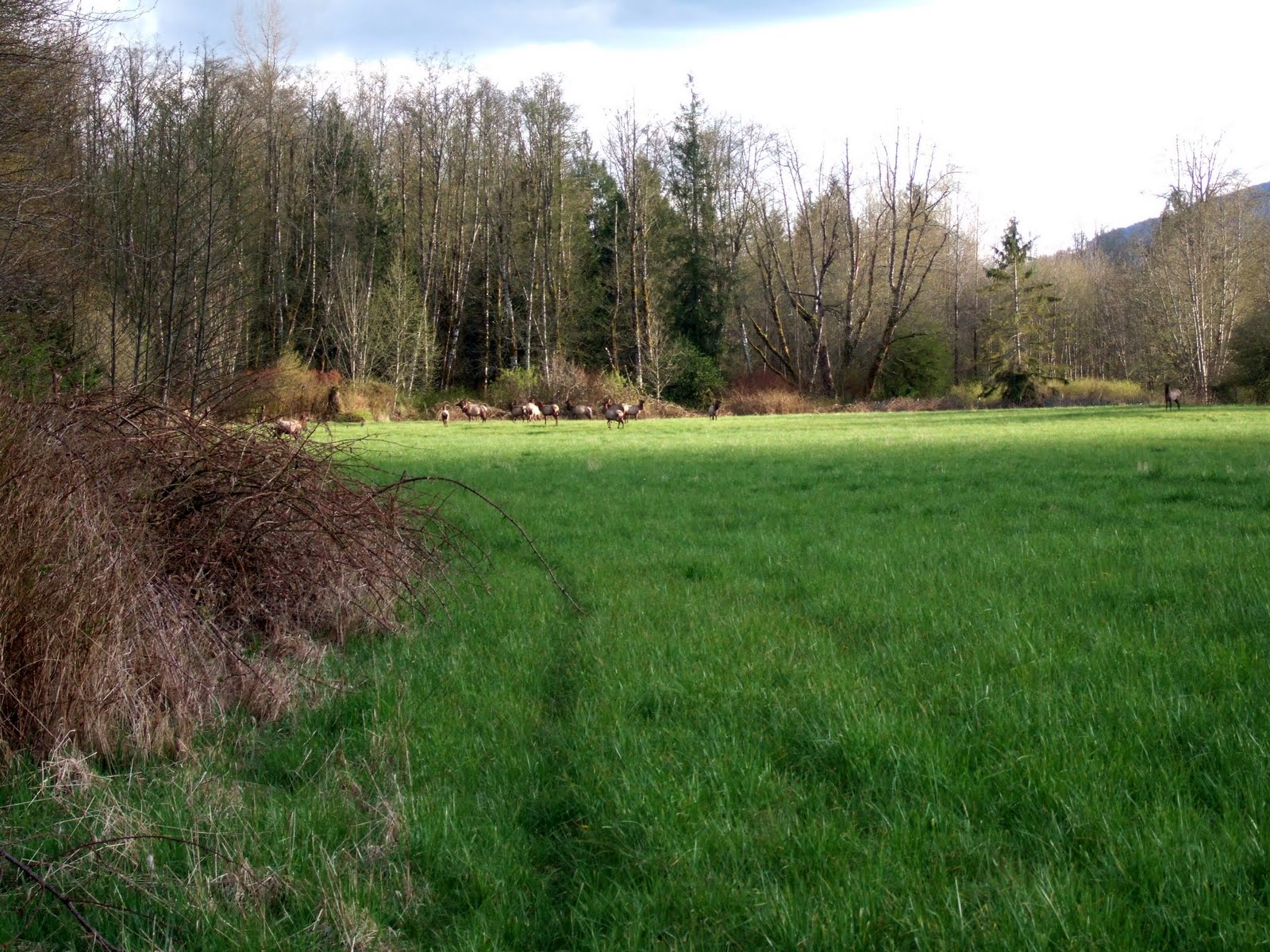 Reading the Washington Landscape Glimpse of the South Fork Nooksack Elk Herd